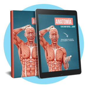 ebook anatomia fácil para terapeutas